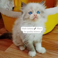 Ragdoll Kittens/ Persian Kittens/ Ragamuffin Kittens.