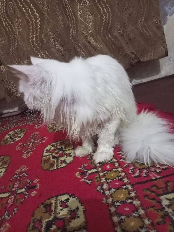 Urgently White Persian Cat for Sale 1