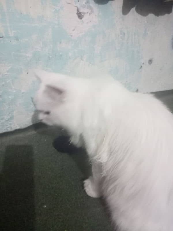 Urgently White Persian Cat for Sale 2