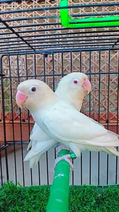 Love birds Albino split ino into albino red eyes/ parblue pestle ino.