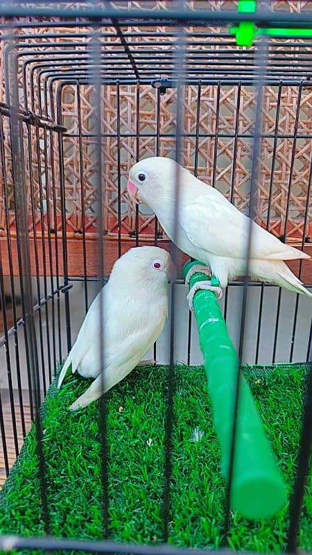 Love birds Albino split ino into albino red eyes/ parblue pestle ino. 1