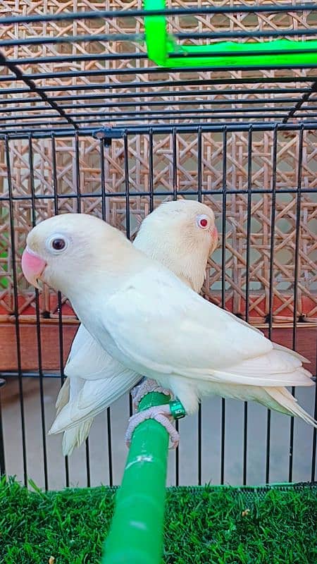 Love birds Albino split ino into albino red eyes/ parblue pestle ino. 2