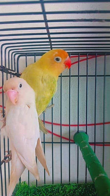 Love birds Albino split ino into albino red eyes/ parblue pestle ino. 4