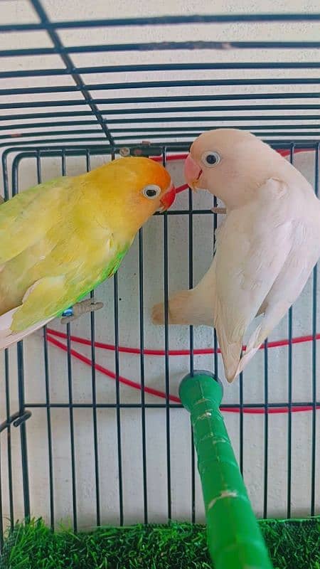 Love birds Albino split ino into albino red eyes/ parblue pestle ino. 5