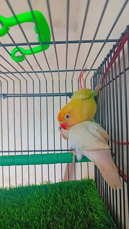 Love birds Albino split ino into albino red eyes/ parblue pestle ino. 6