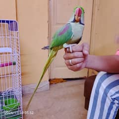 Raw Full  Handtamed & talking Parrot with New Cage