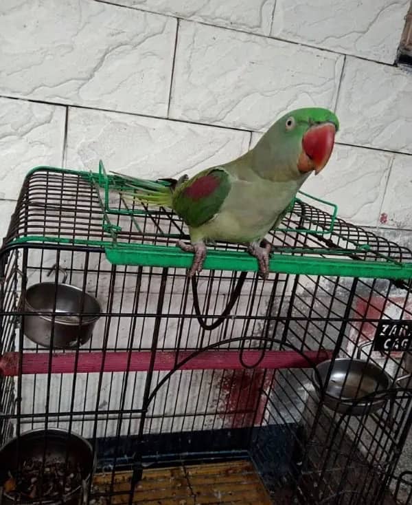 raw parrot female for sale 03024088918 0