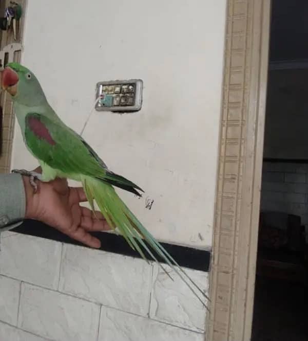 raw parrot female for sale 03024088918 1