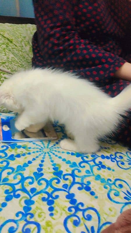 Persian male kitten 2 months old with some free stuff 3