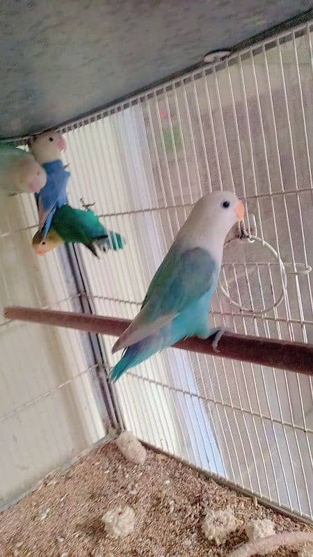 greenfisher lovebirds available 0