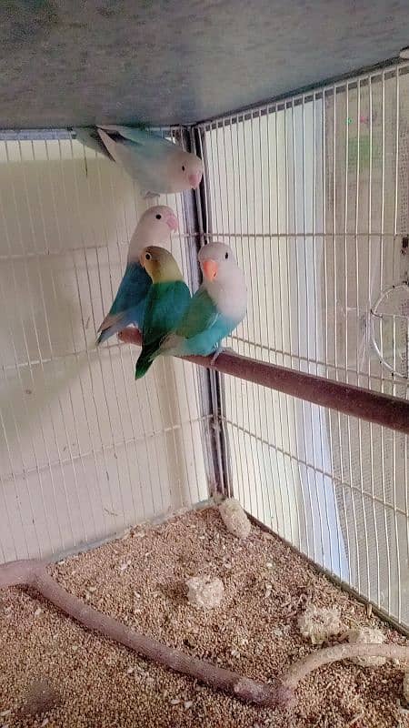 greenfisher lovebirds available 1