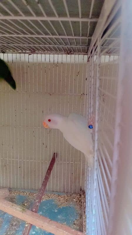 greenfisher lovebirds available 2