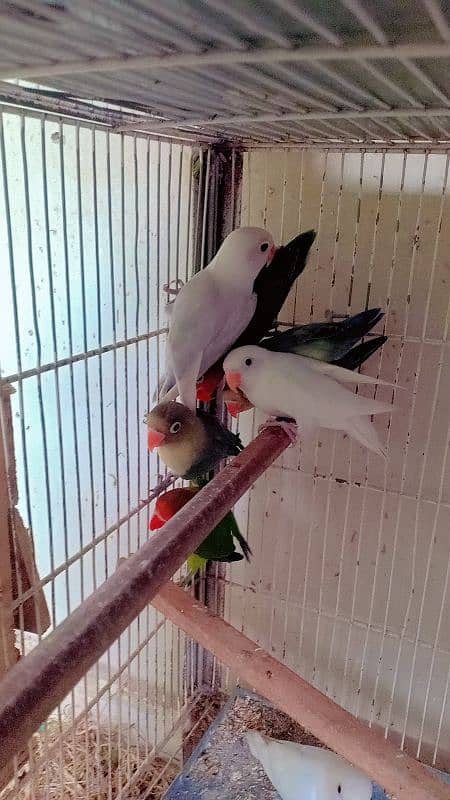 greenfisher lovebirds available 3