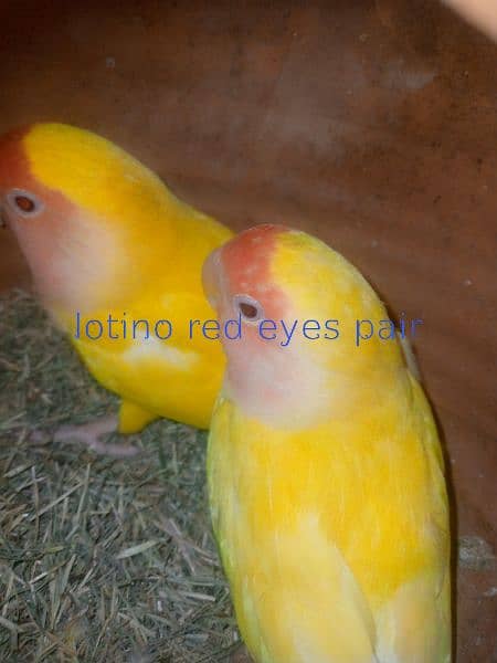 love birds for sale 1