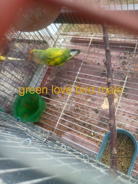 love birds for sale 2