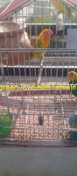 love birds for sale 3