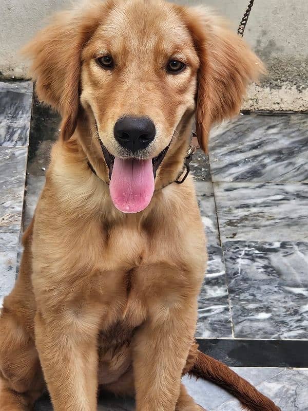 golden retriver for sale 0