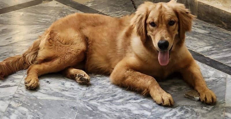 golden retriver for sale 1