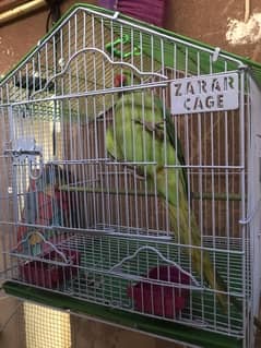 green parrot