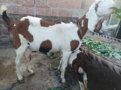 Rajasthani goat