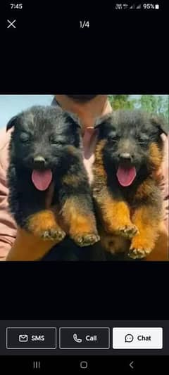 Black German Shepherd Pair | German Shepherd Long Coat Puppies