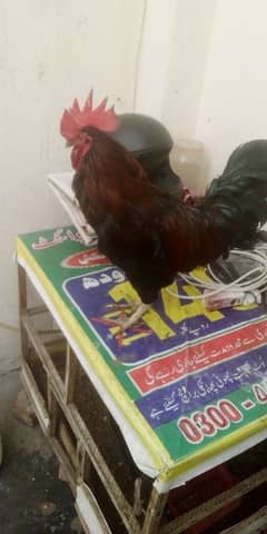 desi hen