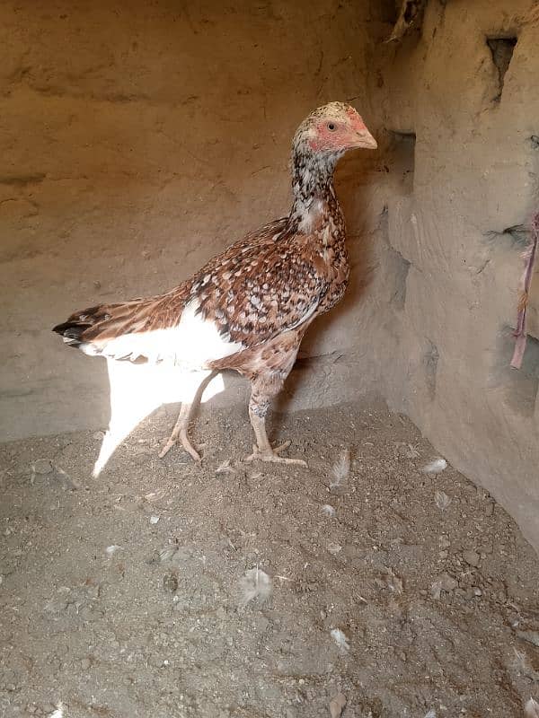 Aseel Madi/ Aseel female/ Aseel Murgi/ Aseel Breeder/ Aseel Hen 1