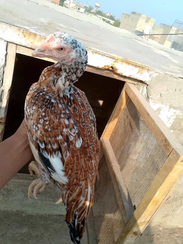 Aseel Madi/ Aseel female/ Aseel Murgi/ Aseel Breeder/ Aseel Hen 10