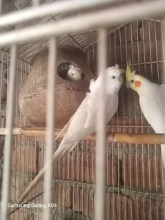 budgie hogo romo bridr pair ha k03024970447