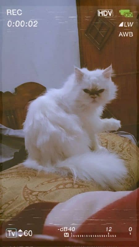 Persian Kittens | Odd Eyes Female | Persian cat | Cat for sale 1