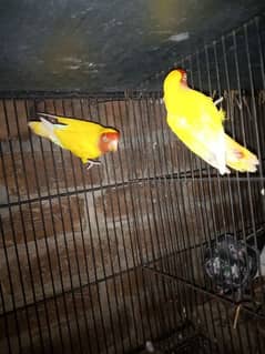 2pice lutino female available