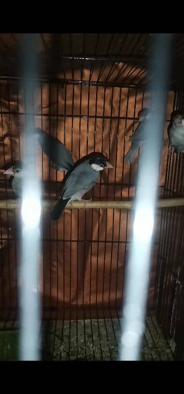 java finches for sale 4