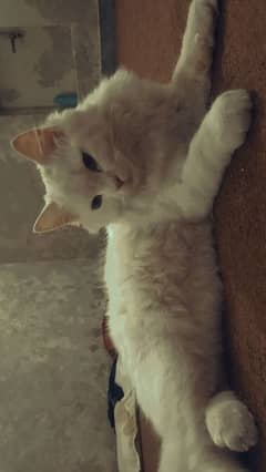 White Persian & months Cat For Sale