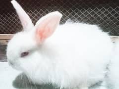 Angora Rabbits & Bunnies For Sale