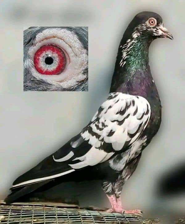 high flying pigeon for sale 17