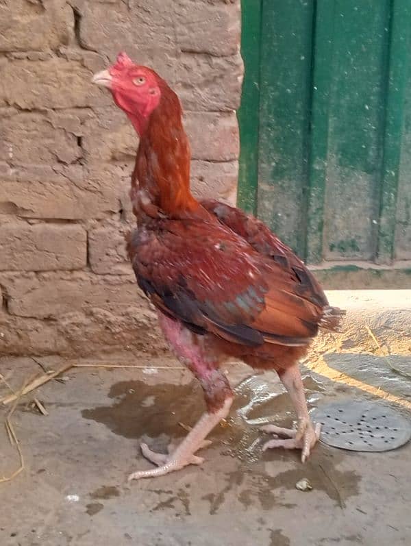 pure aseel breeder male 4