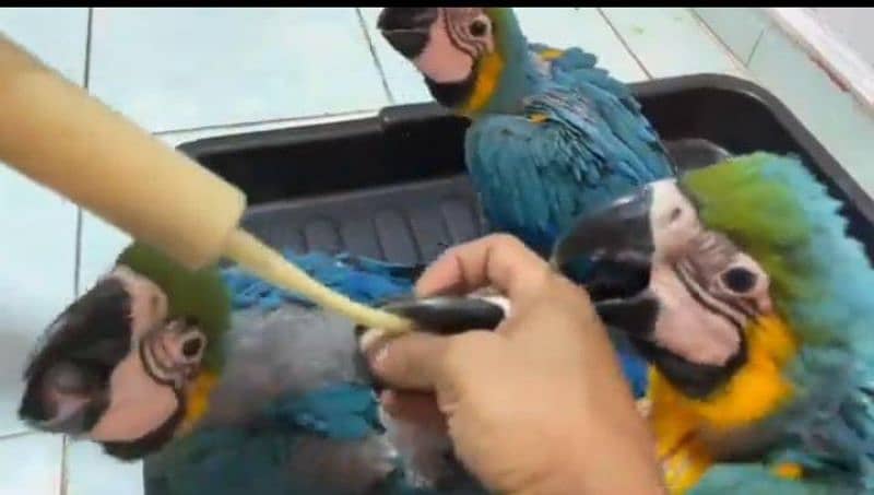 Blue macaw chicks healthy active 03208554542 1