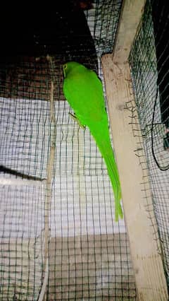 Green neck Parrot for sale