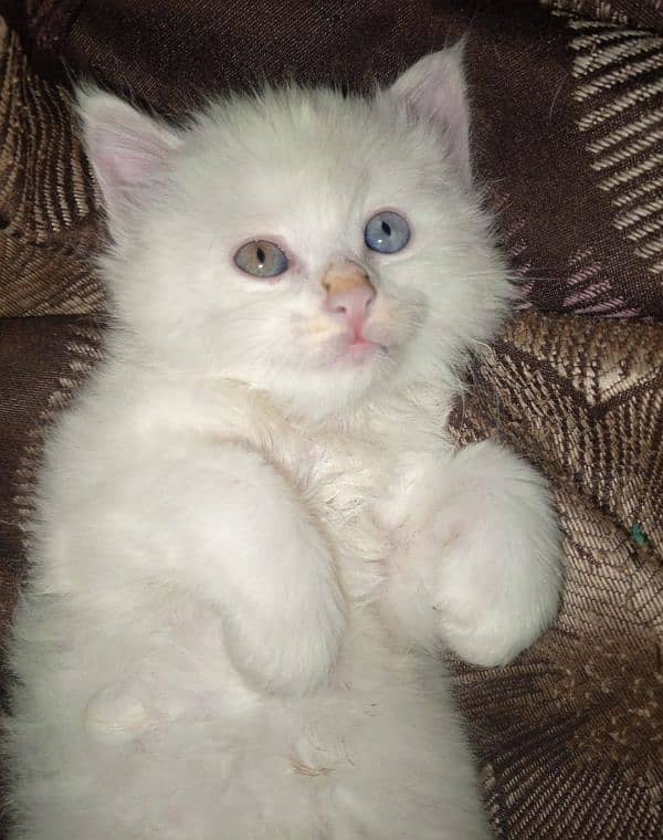 double colour eyes male kitten odd eyes 0