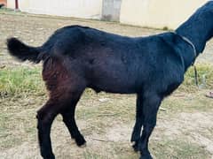 Bakra for sale