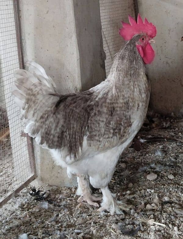 Males Misri,  Australorp 0