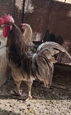 Males Misri, Australorp, Heavy Buff Cross