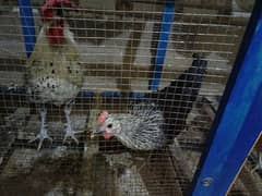 1 male and 3 female hen for Sale