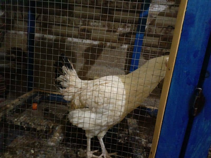 1 male and 3 female hen for Sale 1