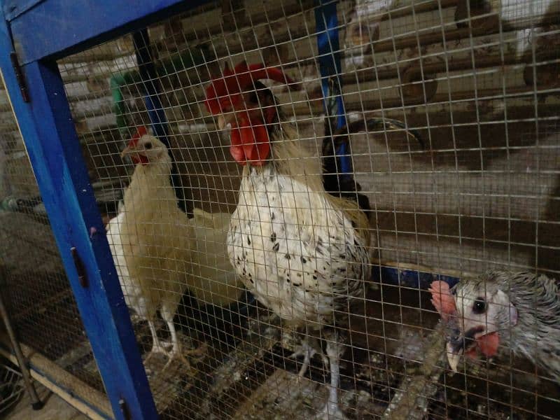 1 male and 3 female hen for Sale 2