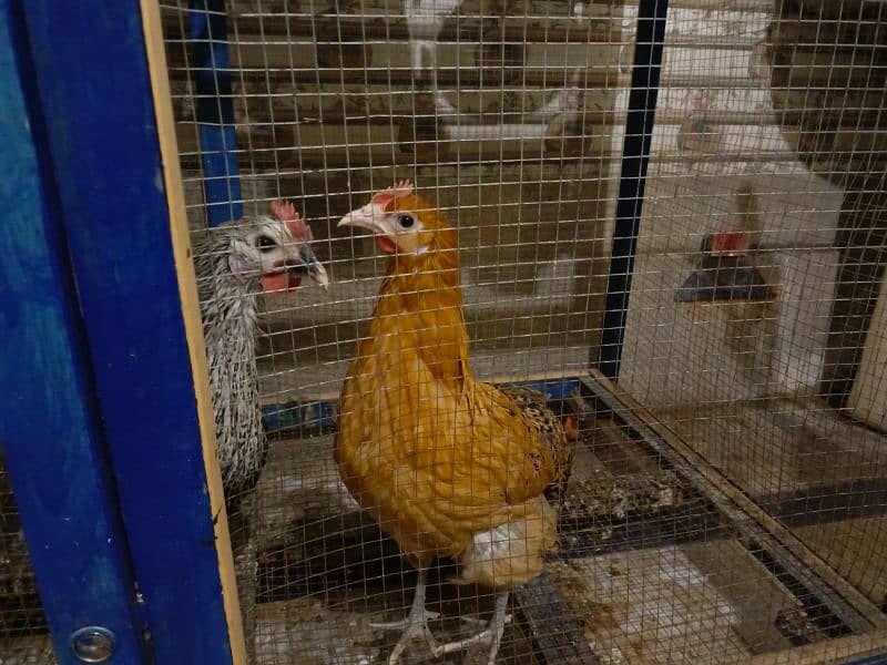 1 male and 3 female hen for Sale 3