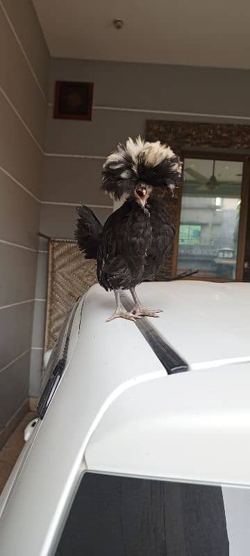 Black&white ploish chicks available 1