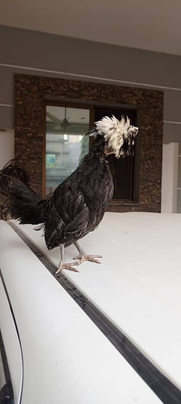 Black&white ploish chicks available 2