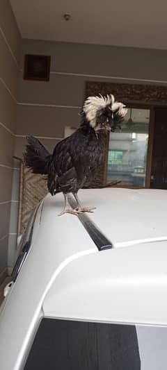 Black&white ploish chicks available