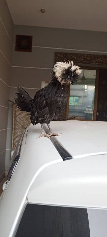 Black&white ploish chicks available 0